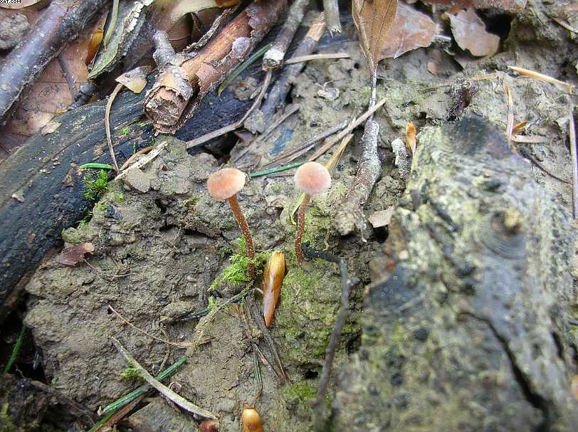 St. Chrischona ( CH )   30. Aprile 2005